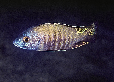 Aulonocara gertrudae 'Lumessi'